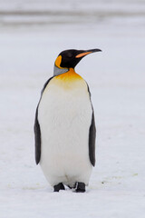 Fototapeta na wymiar King penguin close up on South Georgia island. Antarctica.