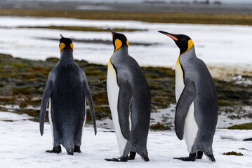 Fototapeta premium King penguin close up on South Georgia island. Antarctica.
