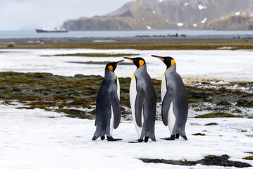 King penguin close up on South Georgia island. Antarctica.