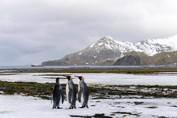 King penguin close up on South Georgia island. Antarctica.