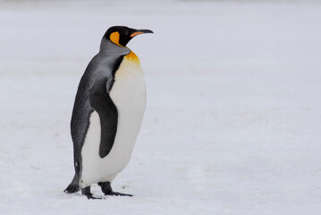 Fototapeta na wymiar King penguin close up on South Georgia island. Antarctica.