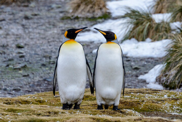 King penguin close up on South Georgia island. Antarctica.