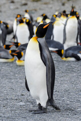 Fototapeta premium King penguin close up on South Georgia island. Antarctica.