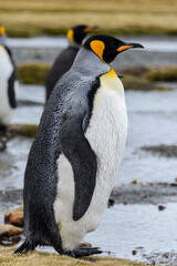 King penguin close up on South Georgia island. Antarctica.