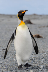 King penguin close up on South Georgia island. Antarctica.