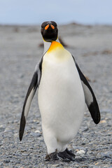 Fototapeta premium King penguin close up on South Georgia island. Antarctica.