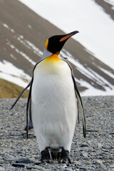 Fototapeta premium King penguin close up on South Georgia island. Antarctica.