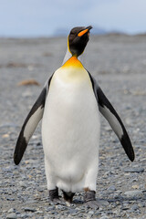 King penguin close up on South Georgia island. Antarctica.