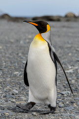 Naklejka premium King penguin close up on South Georgia island. Antarctica.