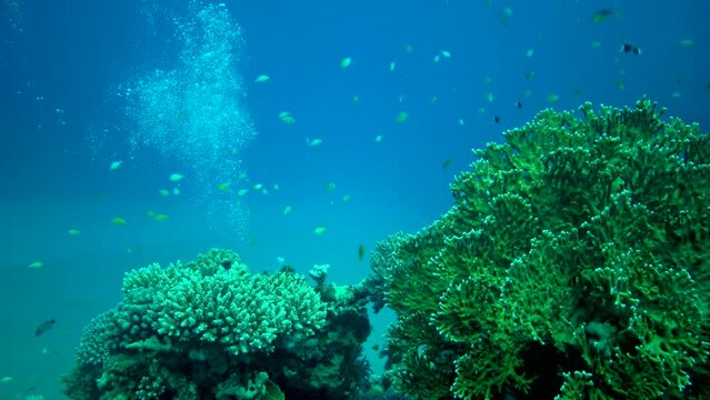 Fire corals (Millepora) and Many tropical fish hunt and swim over a coral reef. Red sea
