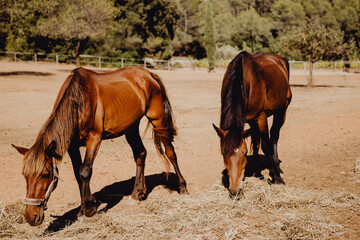 Chevaux en pleine nature