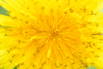 Close-up of a yellow dandelion. Spring floral background. Macro photography with soft focus
