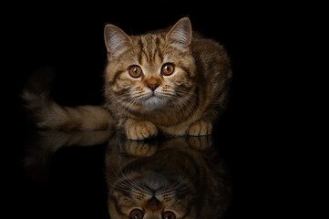 Fototapeta na wymiar British tabby kitten cat on a black background with a mirror reflection.