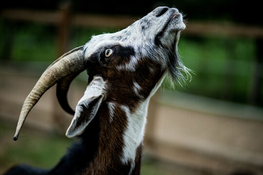 Close up of goat with a scornful attitude