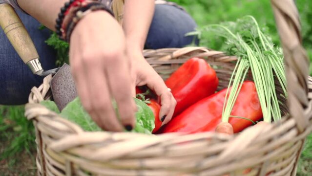 Crop faceless female gardener picking assorted fresh vegetables in wicker basket in summer garden in countryside