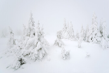 snow covered spruces on misty windy hilltop peak foggy weather