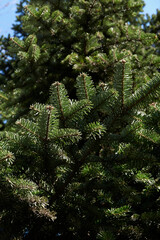 Abies alba tree