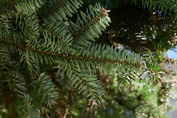 Abies alba tree
