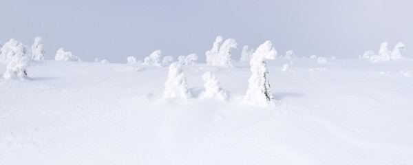 Fototapeta na wymiar snow covered spruces on windy hilltop peak - fairy tale figures by nature knight on horse - foggy weather