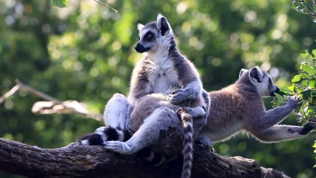 lemur catta with baby in her arms 

