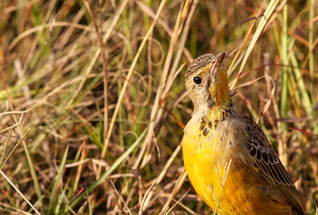 Cape Longclaw, Addo Elephant National Park