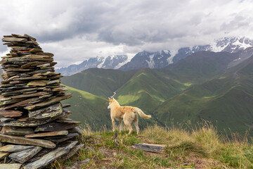 A stray dog on Chubedishi viewpoint in the mountain village Ushguli, near the Shkhara Glacier in...