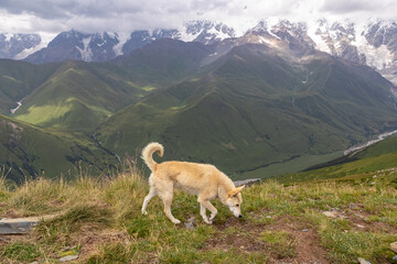 A stray dog on Chubedishi viewpoint in the mountain village Ushguli, near the Shkhara Glacier in the Greater Caucasus Mountain Range in Georgia, Svaneti Region.The white dog walks on the alpine meadow