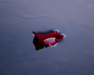 Rose petal floating on the water.