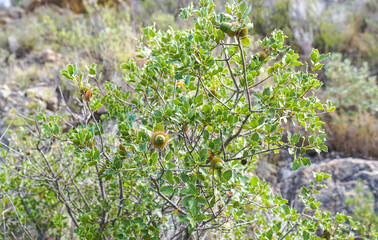 Bellotas madurando aun verdes en una encina.