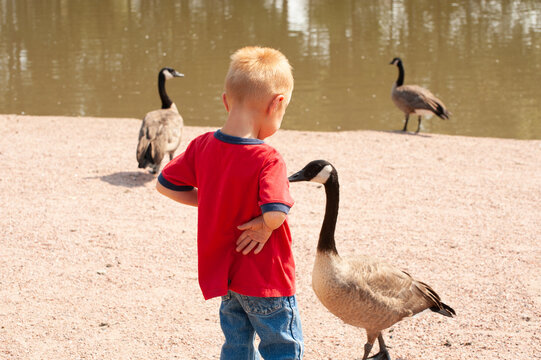 Young Red Head Boy Ib Red Shirt With Geese By Water