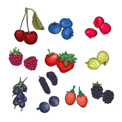 Berry vector collection.