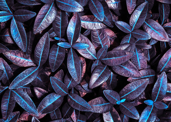 Natural shiny background of bright colorful leaves