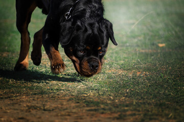 Rottweiler dog walking in a meadow, sniffing or sniffing on the ground.