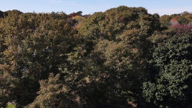 Aerial drone drop down view of pretty fall color trees in neighborhood.