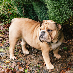 Beige English bulldog in the nature. Young bulldog standing on a ground against natural green background.