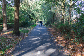 Fototapeta premium Walking through the autumn forest with two dogs.