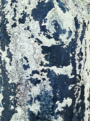 Baumrinde mit Pilzbefall