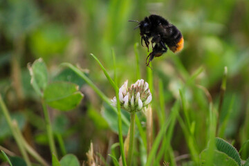 Hummel unterwegs