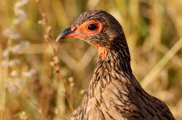 Swainson's Spurfowl, Kruger National Park