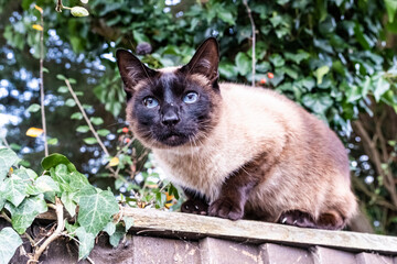 Cat on a fence