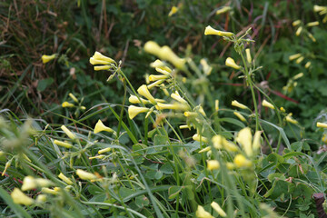 Erbe selvatiche e piante del giardino