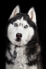 Beautiful Siberian Husky dog portrait with blue eyes, posing in studio on dark background, front view