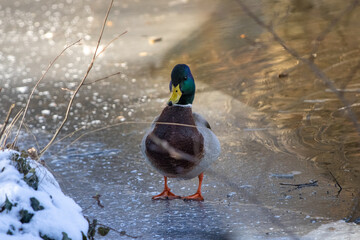 Ente auf Eis