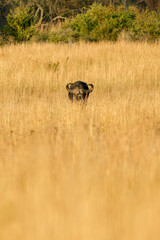 Buffalo Bull, Kruger National Park