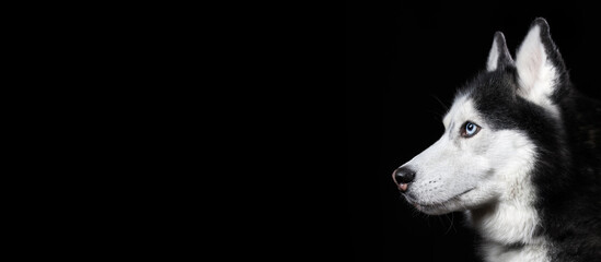 Beautiful Siberian Husky dog portrait with blue eyes on black background, side view. Copy space,...