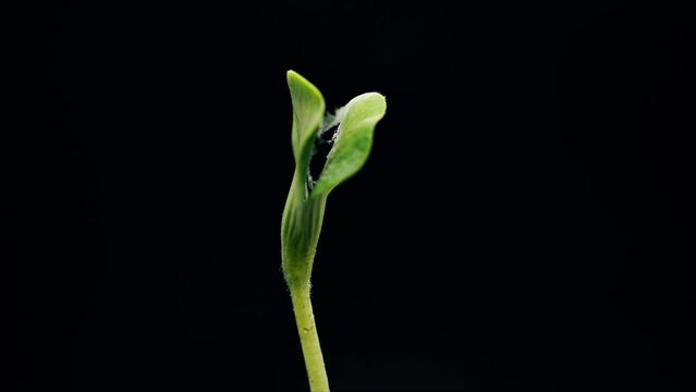 Young green pumpkin plant growing on black background, sprout germinating, germination process, new life concept, sping time lapse