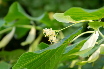 delicate pale yellow spring flowers for international women's day, background for postcard