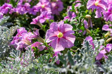 Fototapeta premium delicate pink tropical spring flowers for international women's day, background for postcard