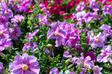 delicate pink tropical spring flowers for international women's day, background for postcard