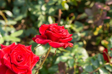 a mass of red roses in bloom background for a card for a beloved woman for international women's day